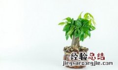 家里植物风水禁忌 家里植物风水有什么讲究