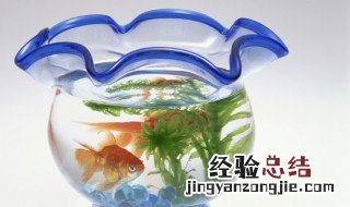 鱼缸里的鱼死了鱼缸还用杀菌吗用什么药 鱼缸里的鱼死了鱼缸还用杀菌吗