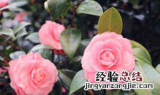 送女生鲜花有什么讲究 送女生鲜花有什么讲究没