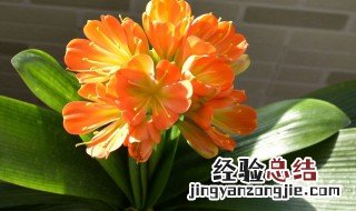 客厅适合养什么花好 客厅适合养什么花好养活