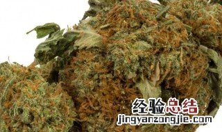 大麻是什么 大麻的认识