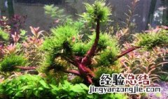 水族中杜鹃根的处理方法 水族中杜鹃根的处理方法是什么