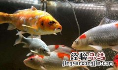 17年缸养锦鲤感悟 有什么可以传授的经验