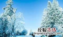 雪松是什么味道 白苔与雪松是什么味道