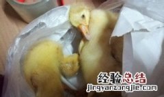 小鹅突然不吃食没精神怎么办 小鹅突然不吃食没精神如何处理