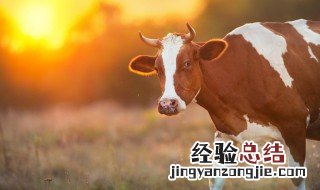 牛身上的牛蝇怎么驱赶 牛身上的牛蝇如何驱赶