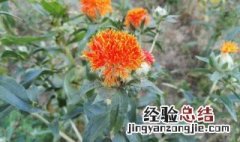 菠萝菊的花语是什么 菠萝菊有哪些花语