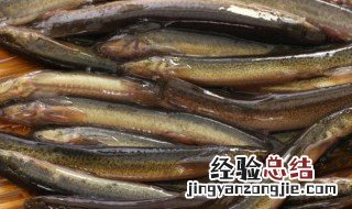 泥鳅吃什么食物和饲料 泥鳅吃的食物和饲料是什么