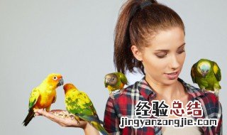 鹦鹉品种 鹦鹉品种是什么