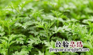 艾草挂在门口有什么作用 艾草挂在门口用处