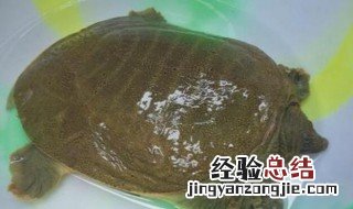 杀甲鱼有什么忌讳 杀甲鱼的禁忌介绍