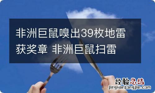 非洲巨鼠嗅出39枚地雷获奖章 非洲巨鼠扫雷