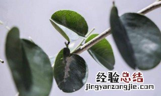 黑骨茶和小叶紫檀哪个名贵 黑骨茶和小叶紫檀区别