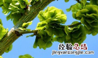 新鲜榆钱怎么清洗 榆钱怎么清洗