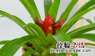 红运当头的养殖方法和繁殖插扦 红运当头什么时候种植好