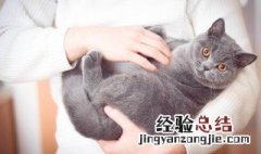 野猫怎么驯服