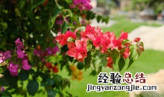 三角梅怎么繁殖方法 三角梅繁殖方法及时间