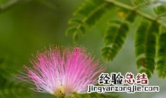 夜合花和合欢花傻傻分不清 夜合欢和合欢花的区别