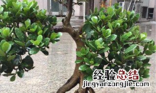 金豆高提根的种植方法