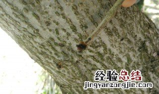 核桃树上的虫子咬了怎么办 核桃树上的虫子咬了怎么解决