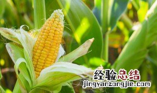 玉米属于植物六种器官中的 玉米属于器官还是组织