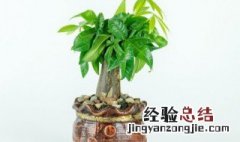 植物组织培养中使用什么培养基 植物组织培养中使用什么培养基最好