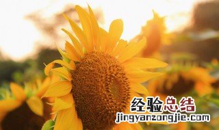 代表夏天的花有哪些花 代表夏天的花有哪些