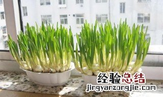 水培大蒜要怎么种植方法 水培大蒜怎么种植方法图片