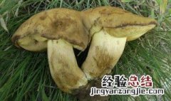 黑虎掌菌怎么清洗 黑虎掌菌怎么除苦味