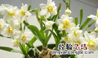 怎么让水仙花开慢点 小窍门让你的水仙花快开花开得多