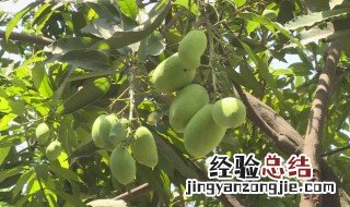 芒果在树上摘下来要怎么弄 芒果在树上怎样摘下来