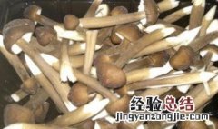 鸡纵菌怎么洗干净 鸡纵菌怎么弄好吃