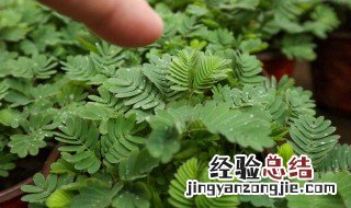 含羞草怎么种植 含羞草的生长环境