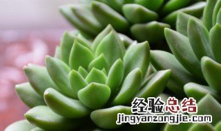 多肉怎么种植方法 多肉怎么种植方法图解