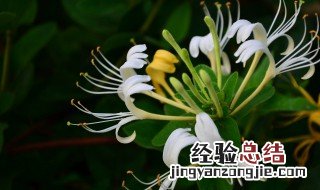 金银花怎么种植繁殖视频 金银花怎么种植繁殖