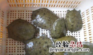 甲鱼杀了可以放冰箱冷冻吗 甲鱼杀了放冷冻可以吗