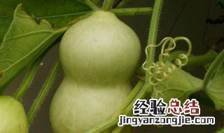 葫芦不能乱挂 葫芦为什么不能乱挂