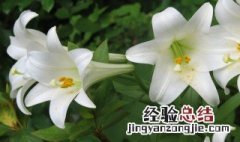 百合花怎么种植 食用百合花怎么种植