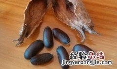 腊梅种子怎么种植 腊梅种子怎么种植视频