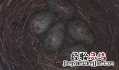 梦见鸟蛋是什么意思 梦见鸟蛋的寓意