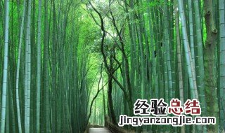 竹子代表什么人 竹子有什么样的精神