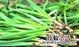 拔韭菜最简单的方法是什么 拔韭菜最简单的方法