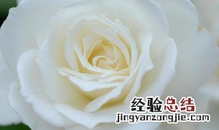 白玫瑰代表着什么意思 白玫瑰代表的意思