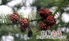 松子怎么种盆栽 松子怎么种植方法