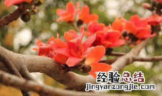 木棉花嫁接方法 木棉花嫁接方法图解