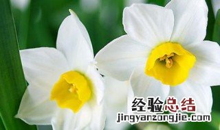 水仙花的种植方法与注意事项 水仙花的种植方法