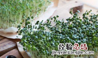 芽苗菜家庭种植 这样种一周一茬菜