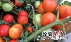 西红柿种植方法和时间 西红柿种植方法