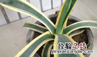 金边兰芦荟能治什么 金边芦荟的种植方法