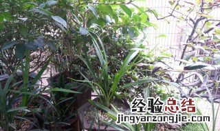 映山红花怎么养殖方法 兰花映山红养殖方法